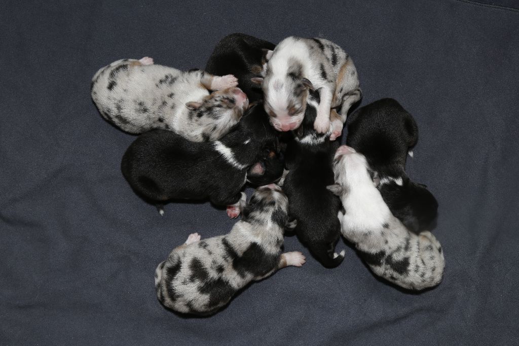 CHIOTS DISPONIBLES