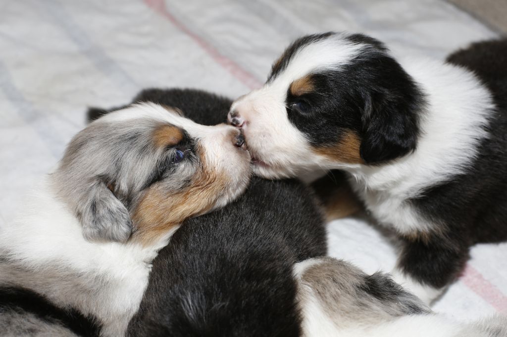 suroghamiminyx - CHIOTS juin 2023