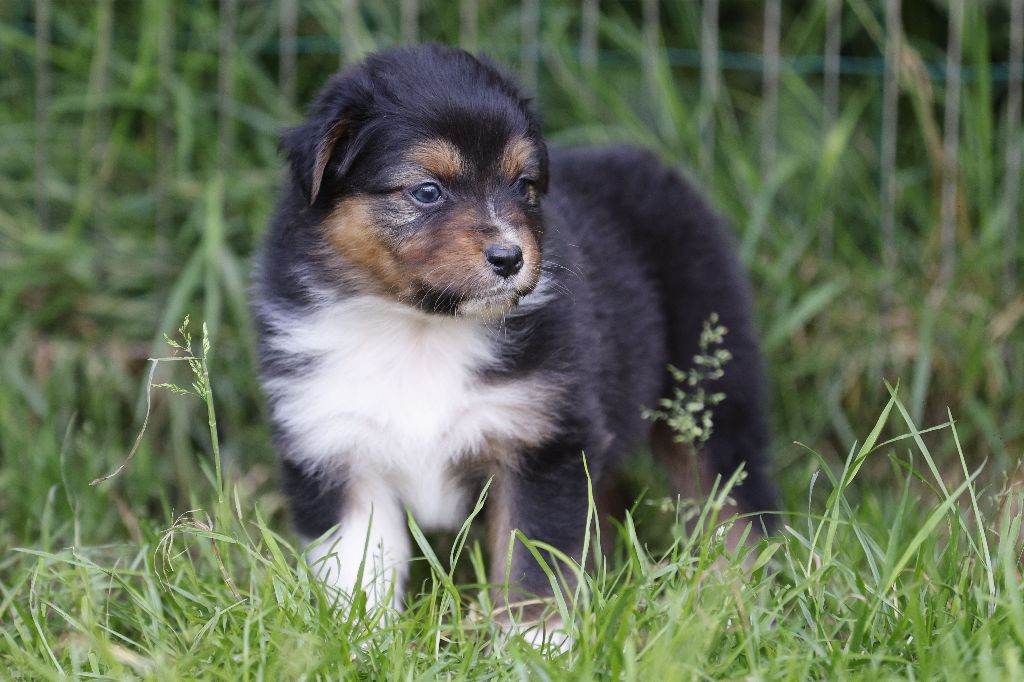 suroghamiminyx - Chiots disponibles - Berger Australien