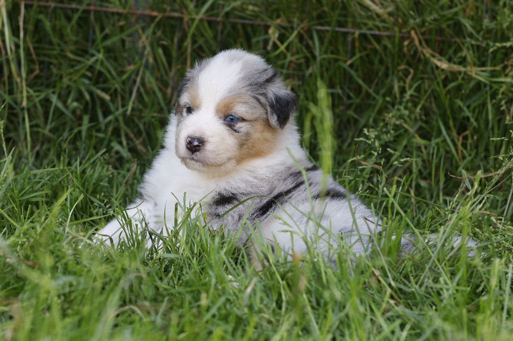 suroghamiminyx - Chiots disponibles - Berger Australien