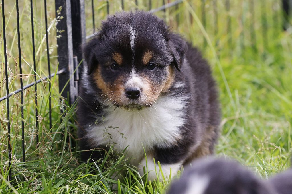 suroghamiminyx - Chiots disponibles - Berger Australien