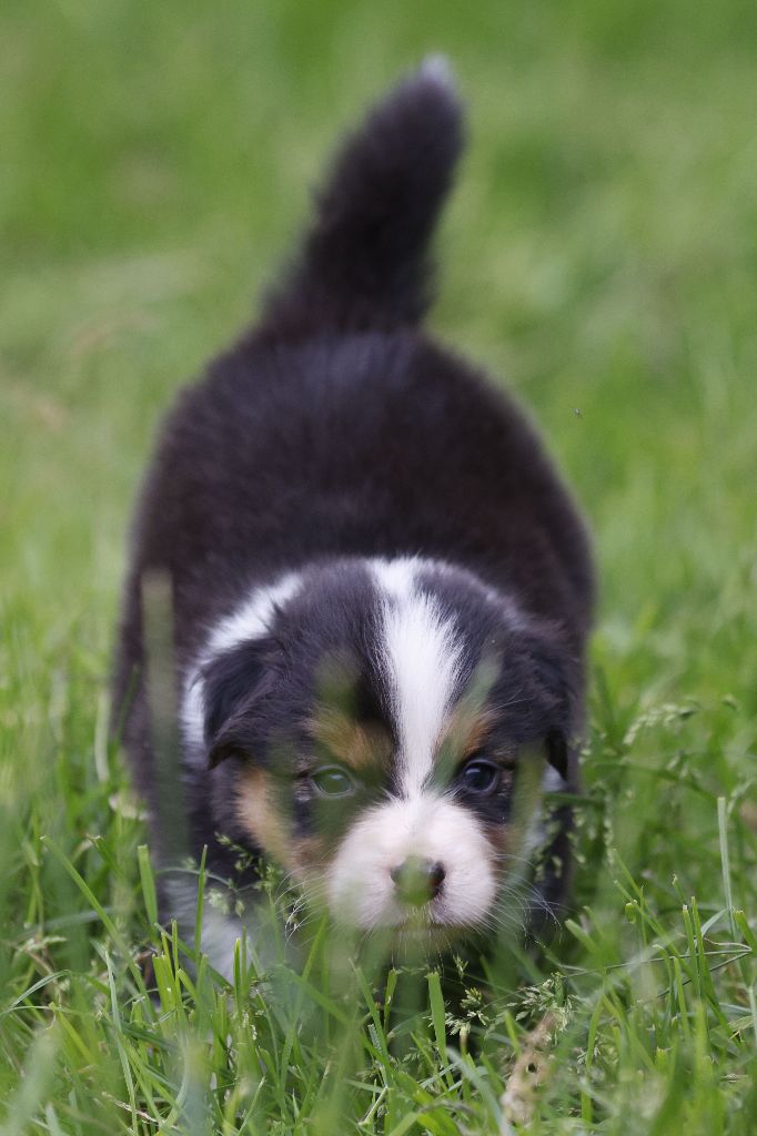 suroghamiminyx - Chiots disponibles - Berger Australien