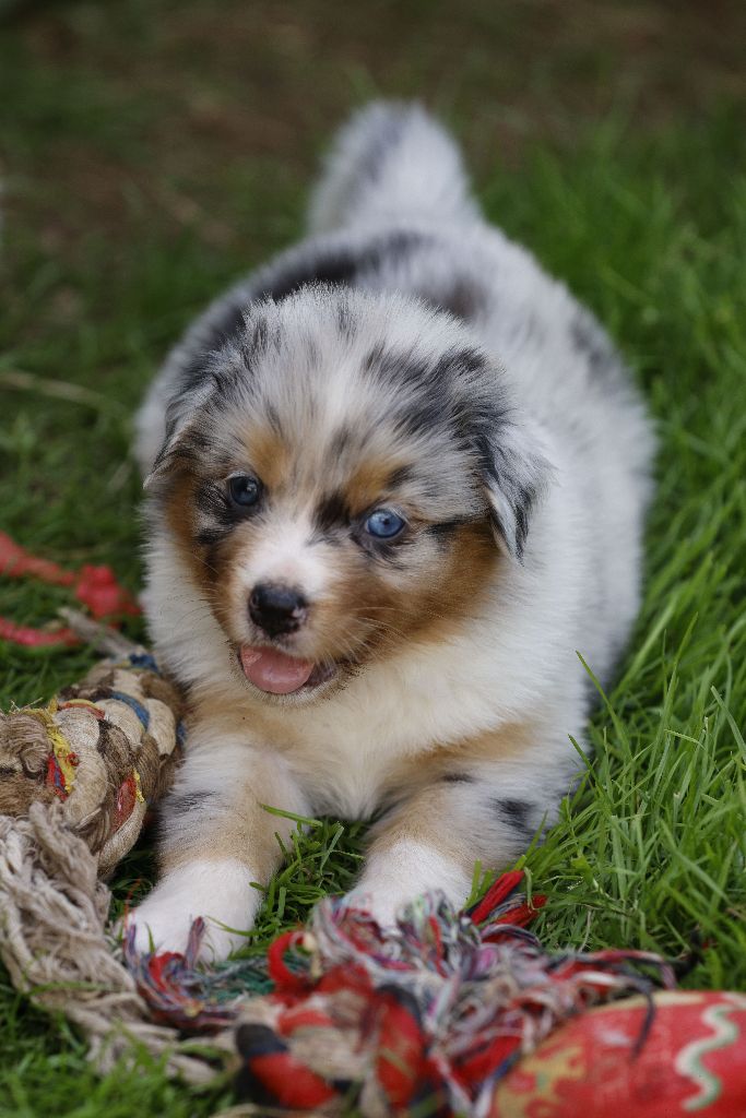 suroghamiminyx - Chiots disponibles - Berger Australien