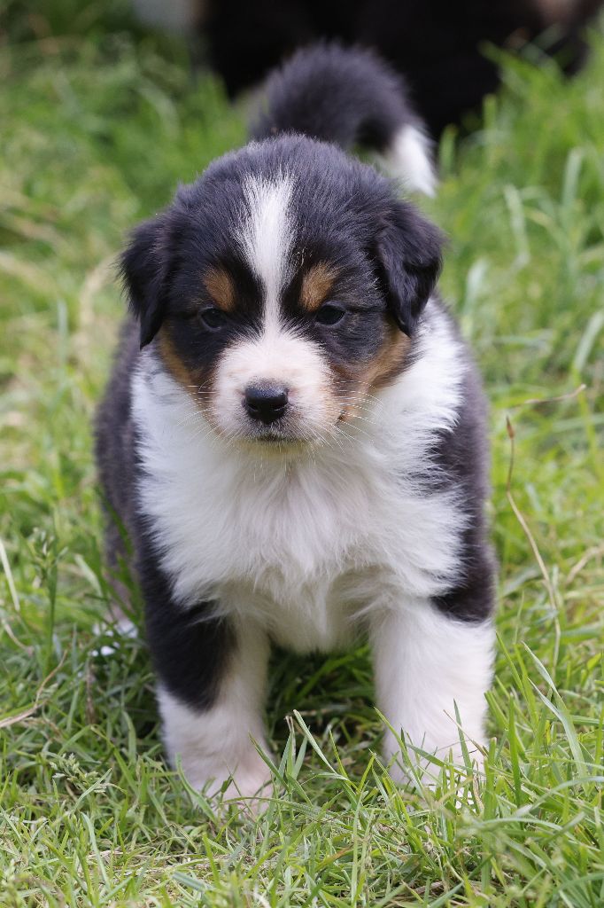 suroghamiminyx - Chiots disponibles - Berger Australien