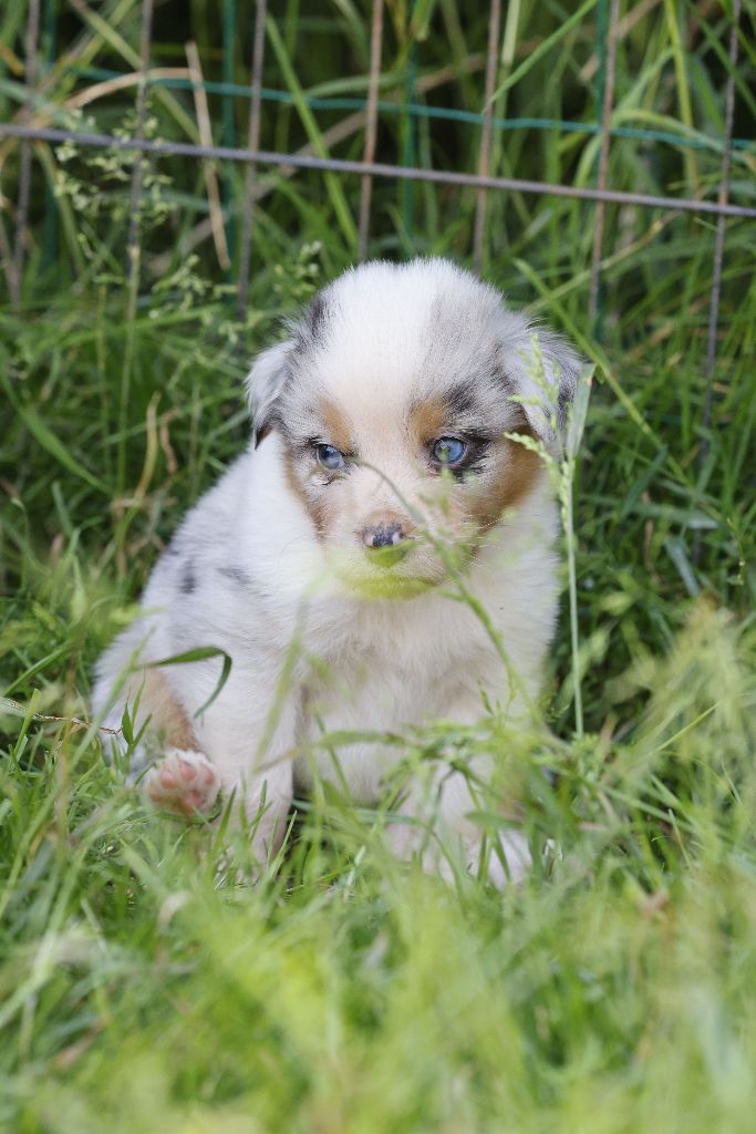 suroghamiminyx - Chiots disponibles - Berger Australien